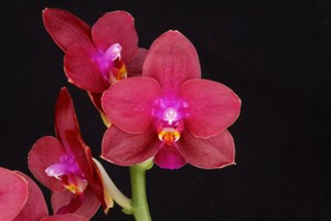 Phal. Tying Shin Beagle OrchidPhile HCC 77 pts.